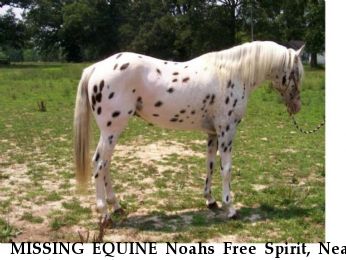 MISSING EQUINE Noahs Free Spirit, Near Cynthania, KY, 00000